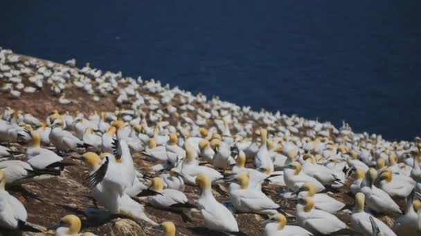Real Time With Audio of Gannets Populace in Perc, Qc. — Stock video