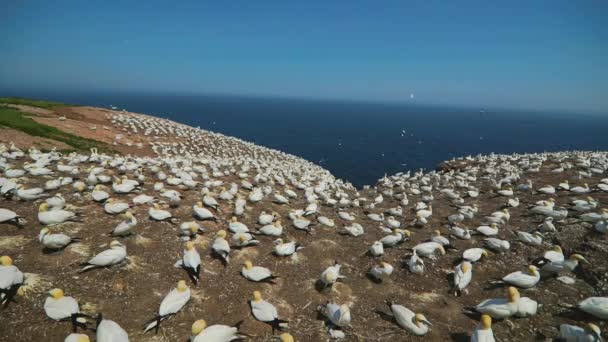 Real Time With Audio of Gannets Populace in Perc, Qc. — Stock video