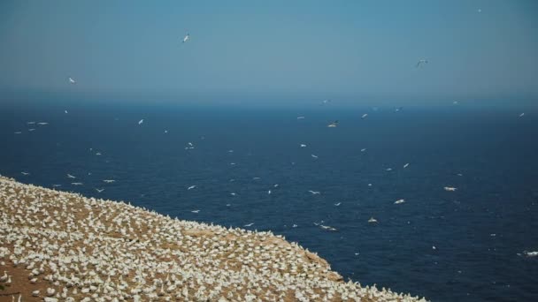 Real Time With Audio of Gannets Populacja w Perc, Qc. — Wideo stockowe