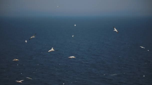 Real Time With Audio of Flying Gannets in Perc, Qc. — Stock video