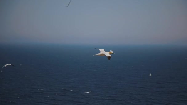Real Time With Audio of Latające Gannets in Perc, Qc. — Wideo stockowe