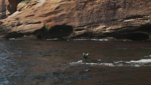 Zeitlupe einer Robbe auf einem Felsen — Stockvideo