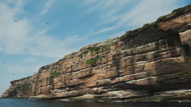 Slow Motion of Flying over Camera Gannets (Zwolniony ruch nad kamerami) — Wideo stockowe