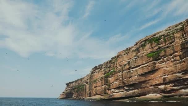 Slow Motion of Flying over Camera Gannets (Zwolniony ruch nad kamerami) — Wideo stockowe