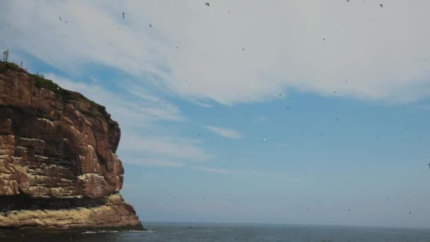 Slow Motion of Flying over Camera Gannets (Zwolniony ruch nad kamerami) — Wideo stockowe