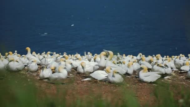 Slow Motion of Big Gannets Populacja w Perc, Qc. — Wideo stockowe