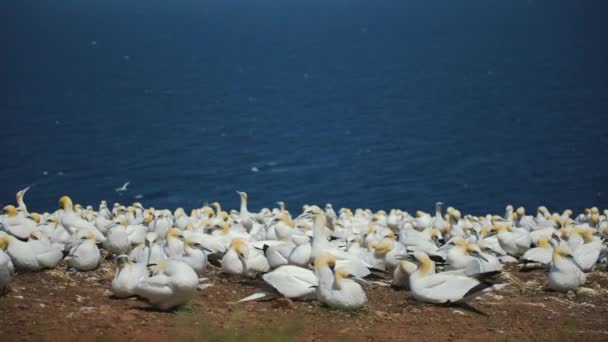 Pomalý pohyb populace velkých gannets v Percu, Qc. — Stock video