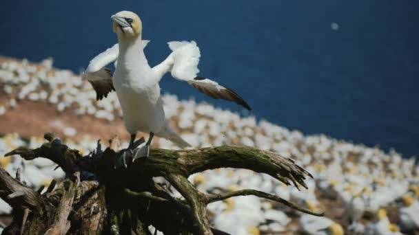 Slow motion Closeup of a Gannet in Perc, Qc. — Stock video