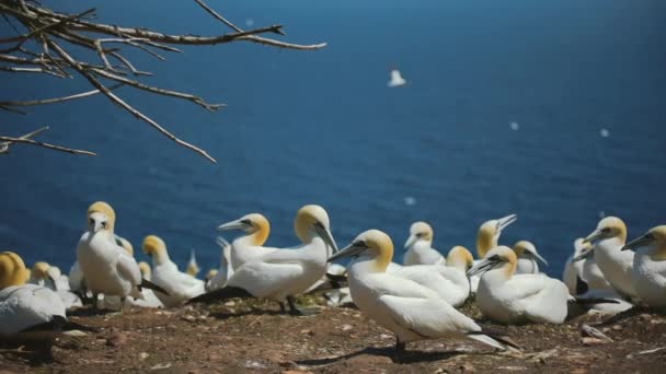 Slow Motion of Big Gannets Populacja w Perc, Qc. — Wideo stockowe