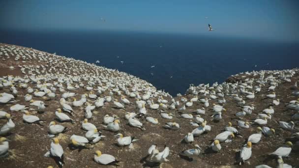 Slow Motion of Big Gannets Populacja w Perc, Qc. — Wideo stockowe