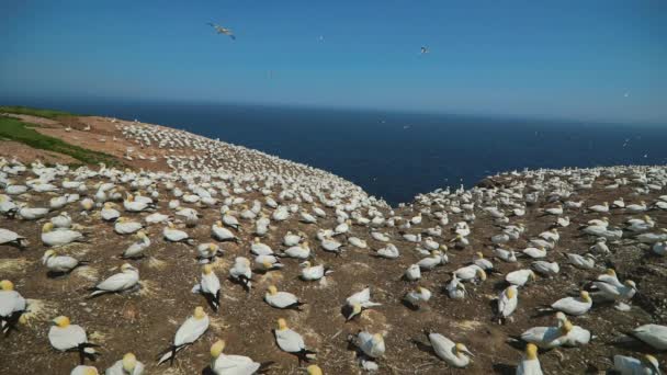 Slow Motion of Big Gannets Populacja w Perc, Qc. — Wideo stockowe