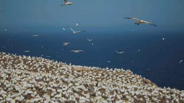 Pomalý pohyb populace velkých gannets v Percu, Qc. — Stock video