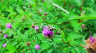 Süt Dikeni Çiçeğindeki Yaban Arısının Yavaş Hareketi