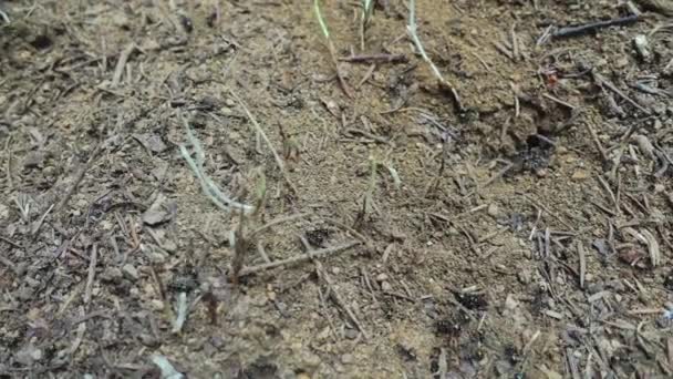 Ameisen überall auf dem Boden — Stockvideo