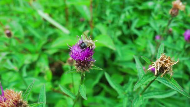 大黄蜂在奶牛花上的缓慢运动 — 图库视频影像