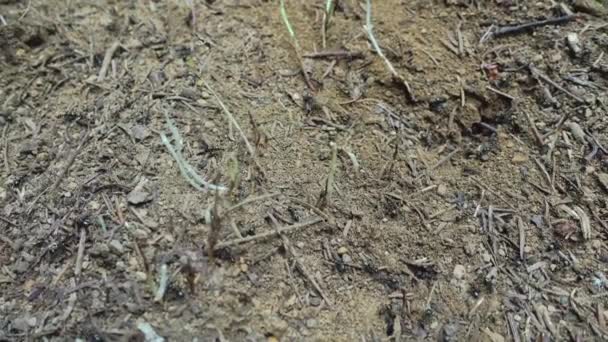 Μυρμήγκια παντού στο έδαφος — Αρχείο Βίντεο