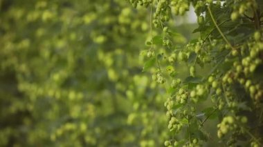 Hops 'u Hasat Etmeye Hazır Güzel Yavaş Hareket