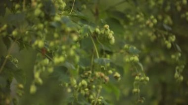 Hops 'u Hasat Etmeye Hazır Güzel Yavaş Hareket