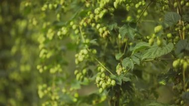 Hops 'u Hasat Etmeye Hazır Güzel Yavaş Hareket