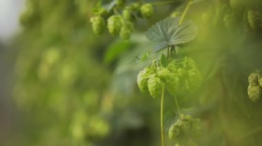 Hops 'u Hasat Etmeye Hazır Güzel Yavaş Hareket