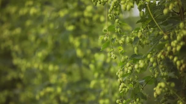 Beautiful Slow Motion of Ready to Harvest Hops — Stock Video