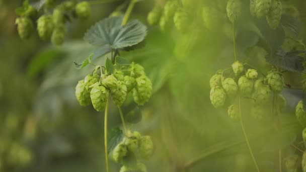 Beautiful Slow Motion of Ready to Harvest Hops — Stock Video