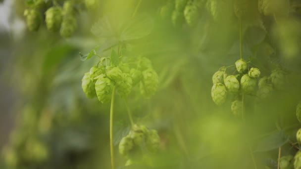 Beau mouvement lent du houblon prêt à récolter — Video