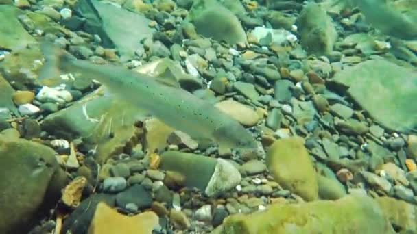 Saumon sauvage dans la rivière d'eau douce naturelle — Video