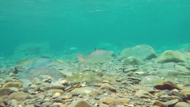 Salmón salvaje en el río natural de agua dulce — Vídeo de stock