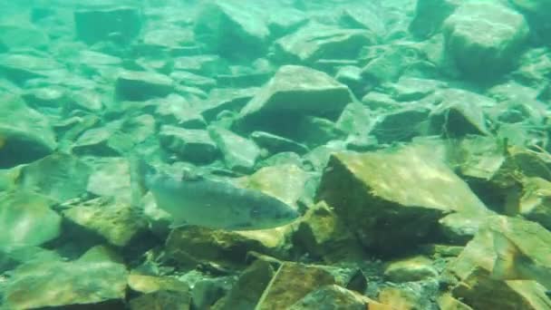 Wildlachs im natürlichen Süßwasserfluss — Stockvideo