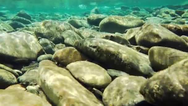 Mouvement lent du bébé saumon sauvage dans la rivière — Video