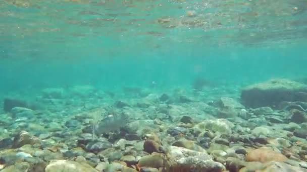Дикий лосось у прісній воді — стокове відео