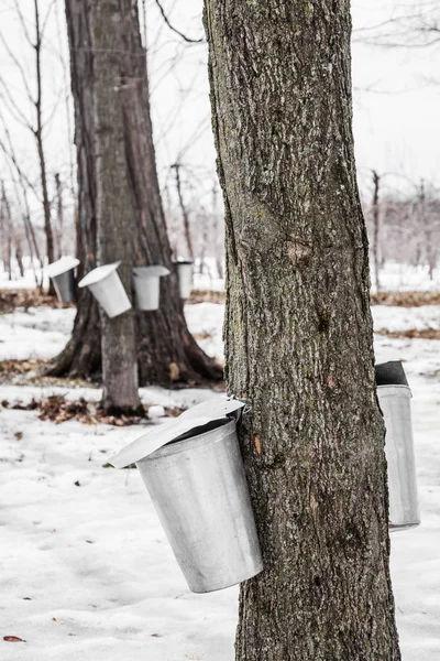 Wald aus Ahornsaft-Eimern an Bäumen — Stockfoto