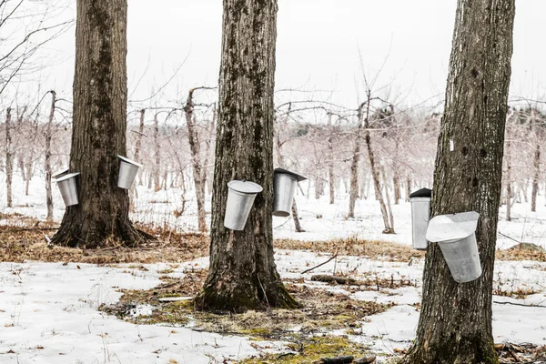 Skog av lönn sap hinkar på träd — Stockfoto