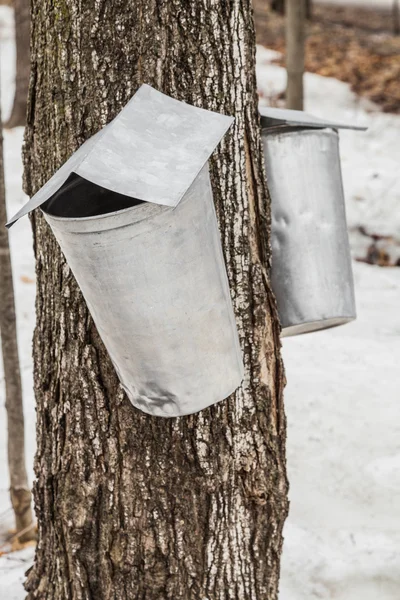 Maple Sap buckets on trees in spring — Stock Photo, Image