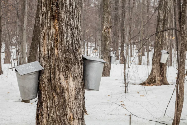 Bos van esdoorn sap emmers op bomen — Stockfoto