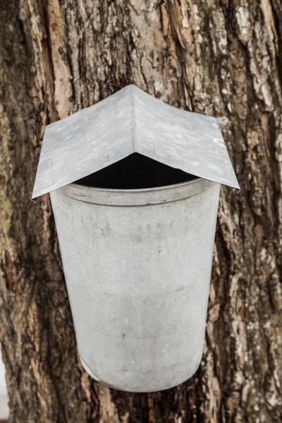 Maple Sap buckets on trees in spring — Stock Photo, Image