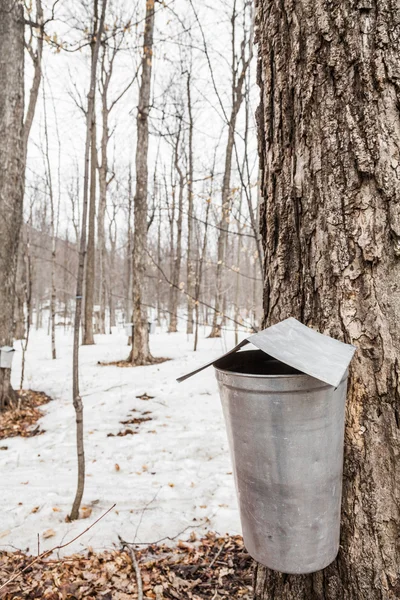 Forest of Maple Sap buckets on trees — Stock Photo, Image