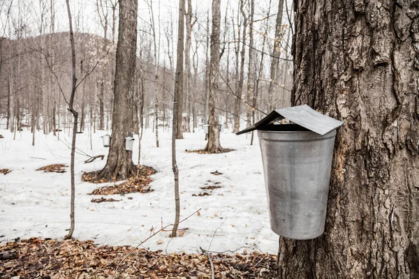 Wald aus Ahornsaft-Eimern an Bäumen — Stockfoto