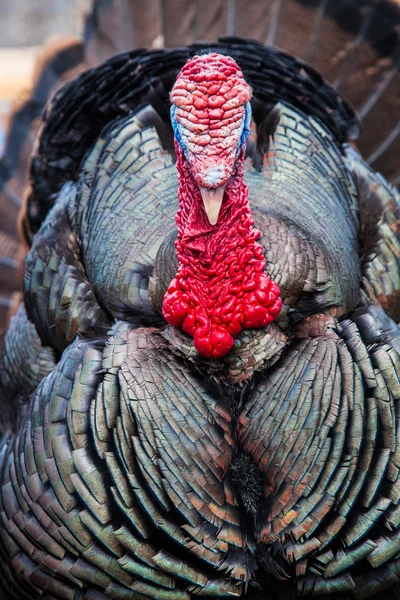 Wild turkey portre — Stok fotoğraf