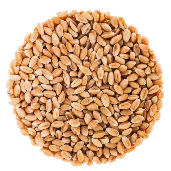 Circle of Black Tea Isolated on White Background wheat seeds Iso — Stock Photo, Image