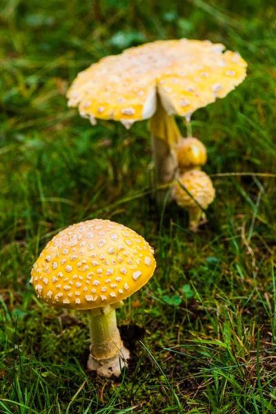 Champiñón amarillo venenoso en la naturaleza — Foto de Stock