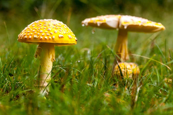 Champignon jaune toxique dans la nature — Photo