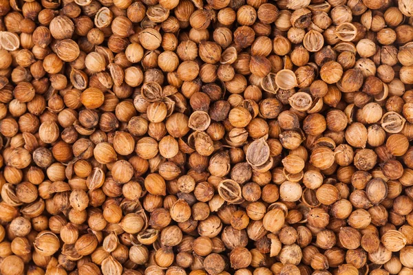 Coriander Seeds Extreme Closeup — Stock Photo, Image