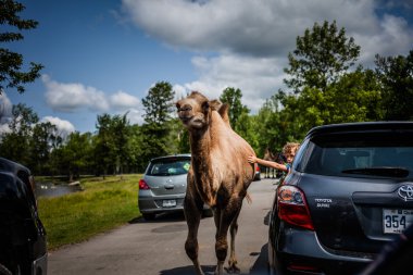 Editörden - 29 Temmuz 2014 Parc Safari, Quebec, Kanada bir b