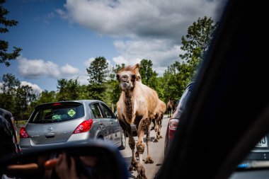 Editörden - 29 Temmuz 2014 Parc Safari, Quebec, Kanada bir b