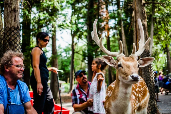 Editorial - July 29, 2014 at Parc Safari, Quebec , Canada on a b — Stock Photo, Image