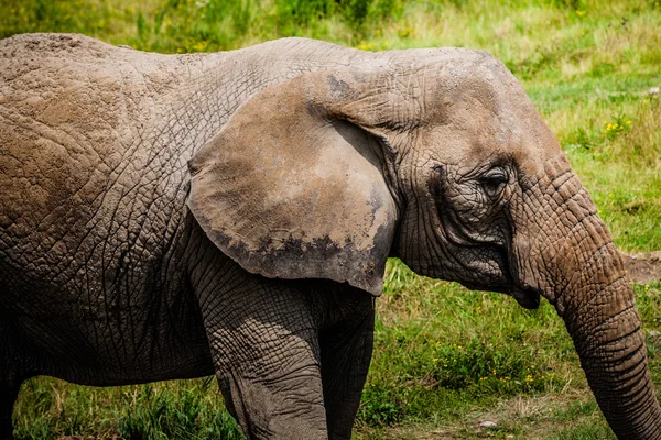 编辑 — — 2014 年 7 月 29 日在 Parc Safari，魁北克，加拿大 a b — 图库照片