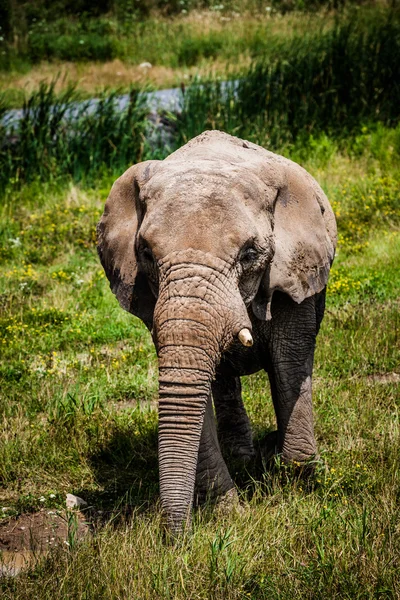 编辑 — — 2014 年 7 月 29 日在 Parc Safari，魁北克，加拿大 a b — 图库照片