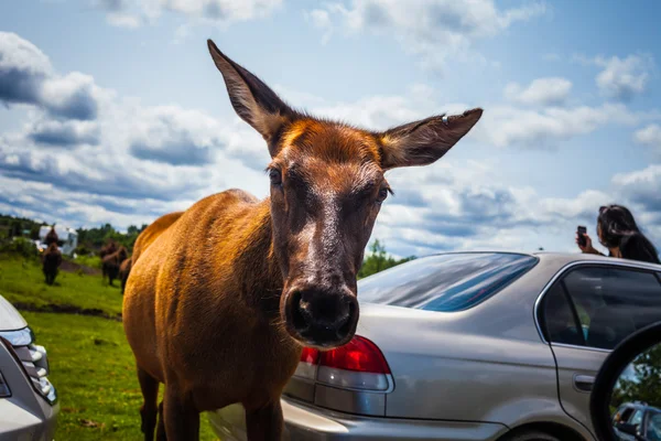 Editorial - July 29, 2014 at Parc Safari, Quebec , Canada on a b — Stock Photo, Image